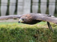 Steinadler 103
